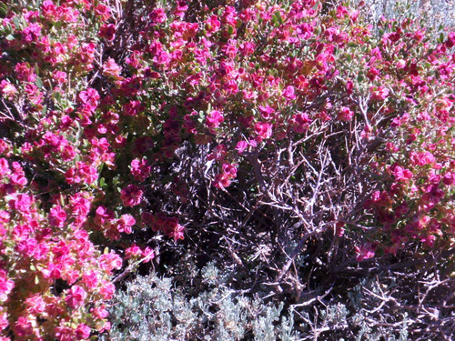 Flowering Sage.